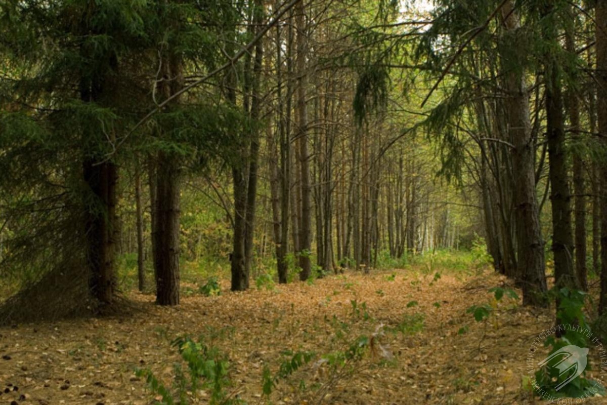 Восстановят ли в Пензенской области уникальный Морозовский дендрарий?