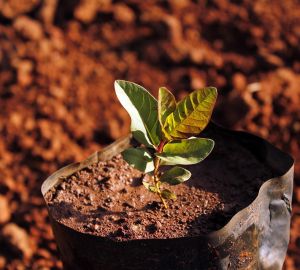 В Кузнецке к 75-летию Победы высадят 700 деревьев