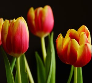 Житель Пензы так и не дождался своей покупки – 1,5 тысячи тюльпанов