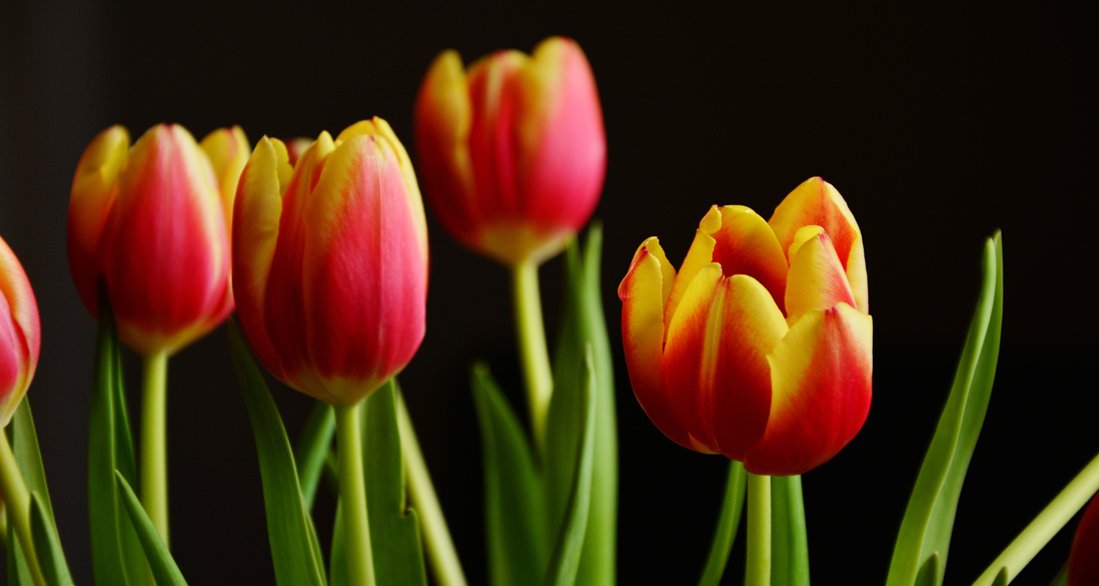 Житель Пензы так и не дождался своей покупки – 1,5 тысячи тюльпанов