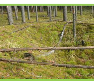 Пензенцам рассказали как правильно собирать валежник