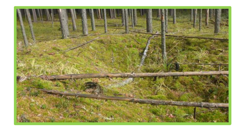 Пензенцам рассказали как правильно собирать валежник