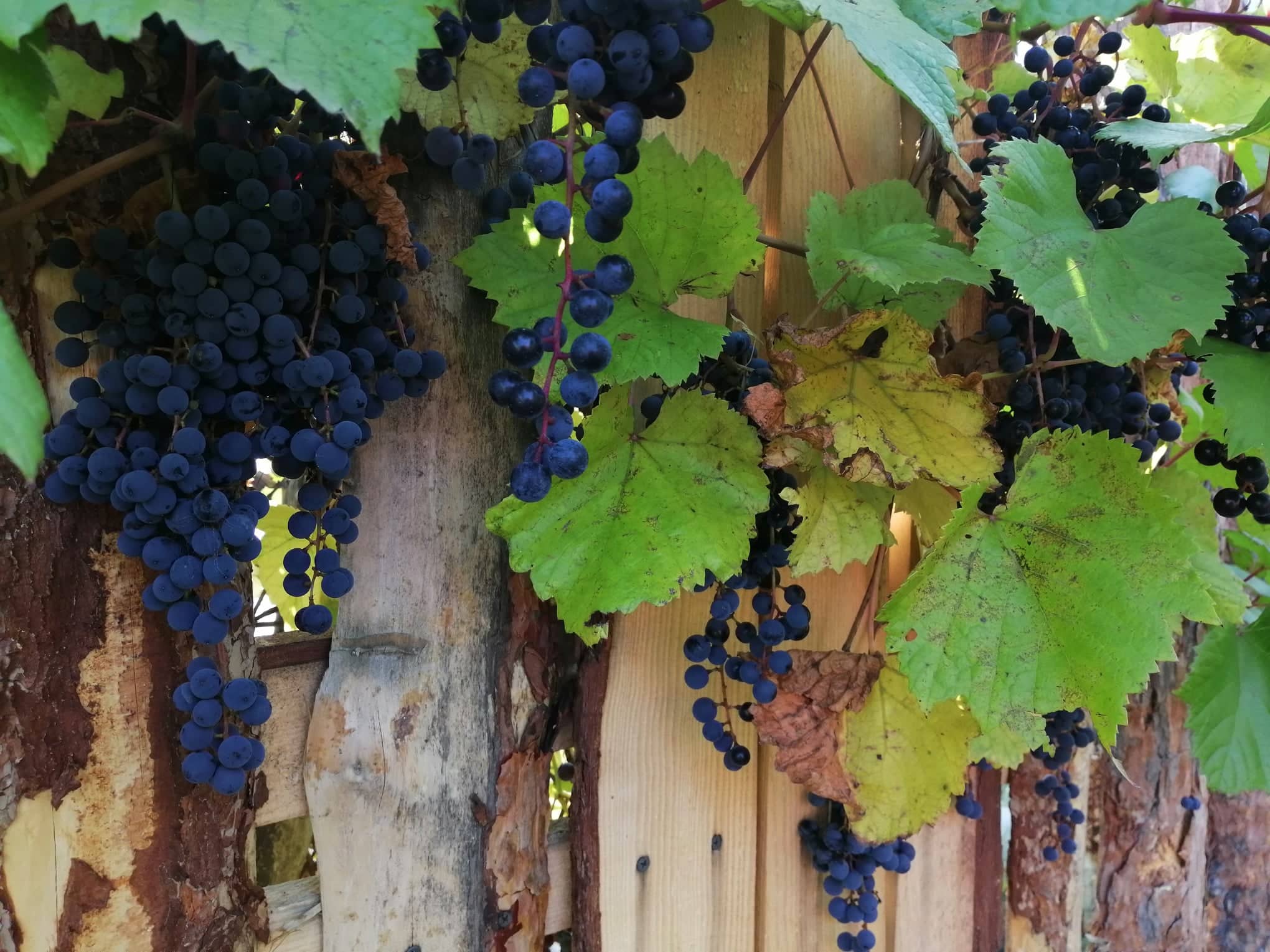 В Пензе объявили цены на дачные перевозки сезона 2020