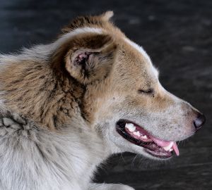 Полиция нашла хозяйку собаки, покусавшей ребенка в Пензенской области