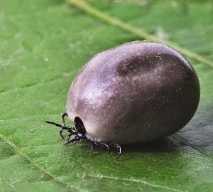 В Пензенской области «проснулись» первые клещи