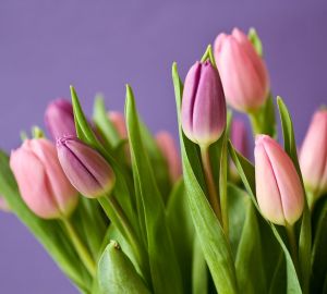 В Пензе к 8 марта появятся цветочные ярмарки