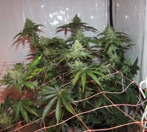 За коноплю на подоконнике пензенцу грозит 20 лет лишения свободы