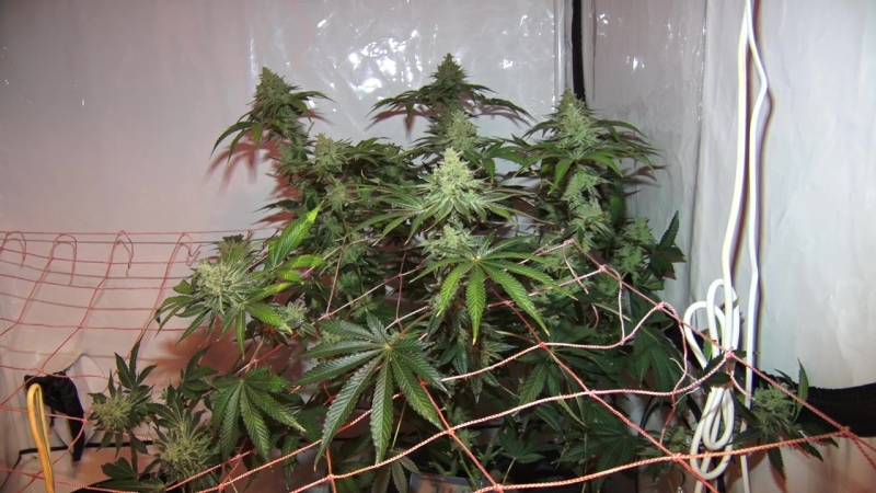 За коноплю на подоконнике пензенцу грозит 20 лет лишения свободы