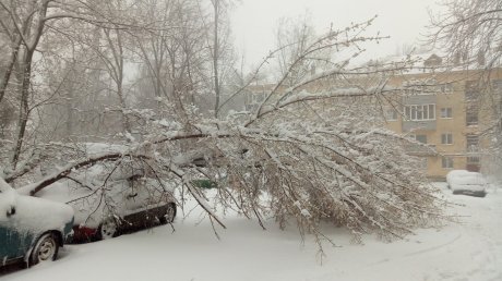 В Пензе снегопад привел к массовому обрушению деревьев, оборванным проводам и перекрытым проездам