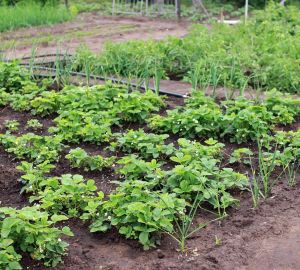 В Кузнецке появится новый дачный маршрут