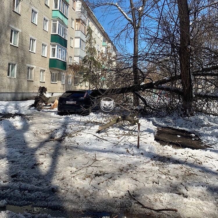В Пензе очередное дерево рухнуло на автомобиль