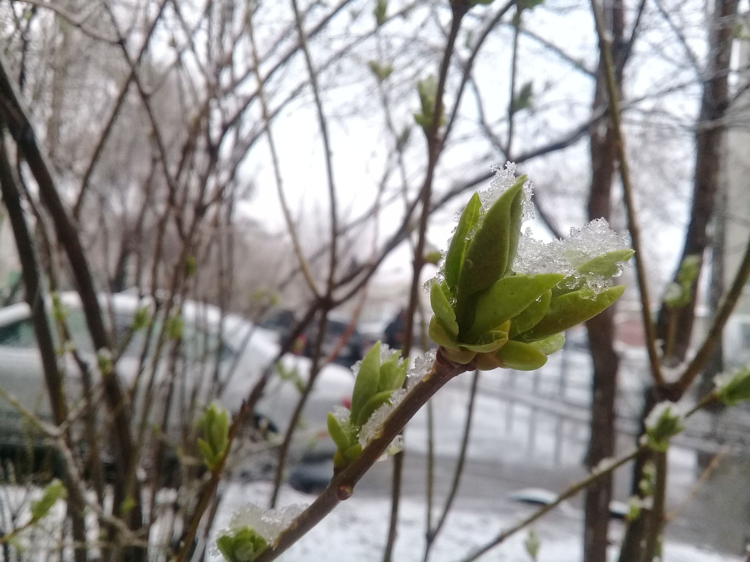 Снегопад в Пензенской области продлится все выходные