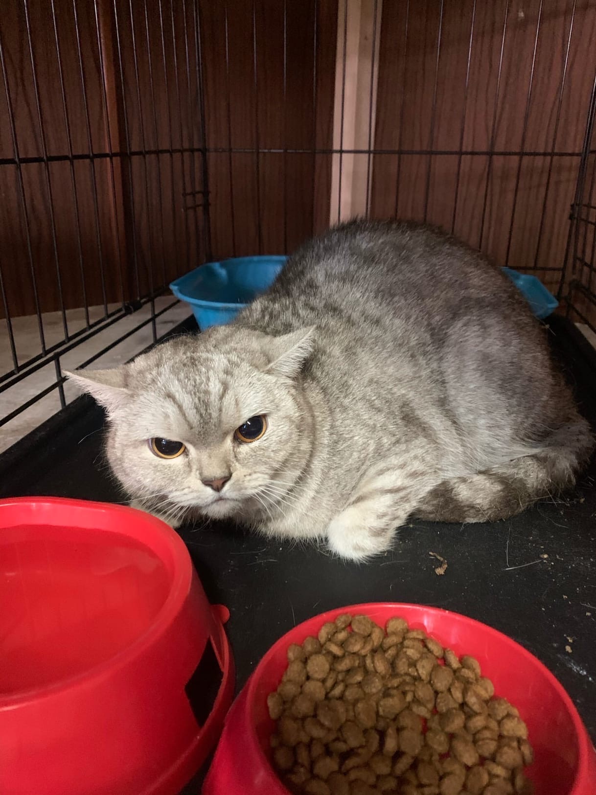 Пензенцы были вынуждены вызвать спасателей – к ним в квартиру ворвалась кошка-дебоширка