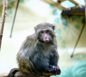 Пензенский зоопарк обратился к горожанам за помощью