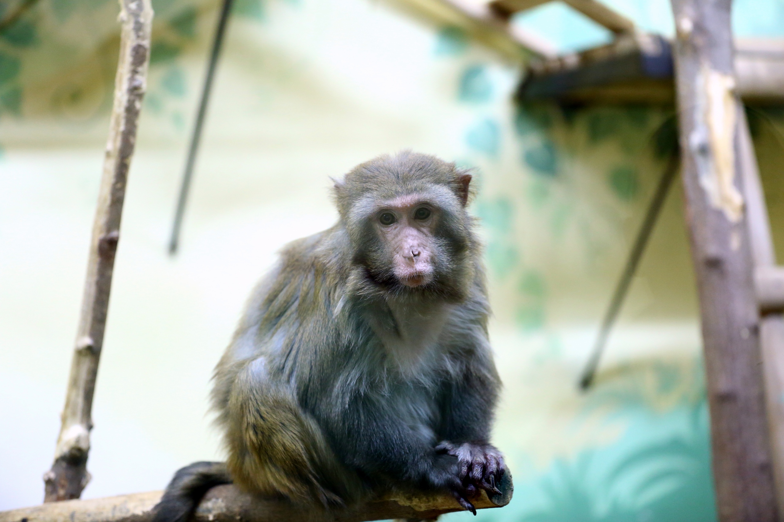 Пензенский зоопарк обратился к горожанам за помощью