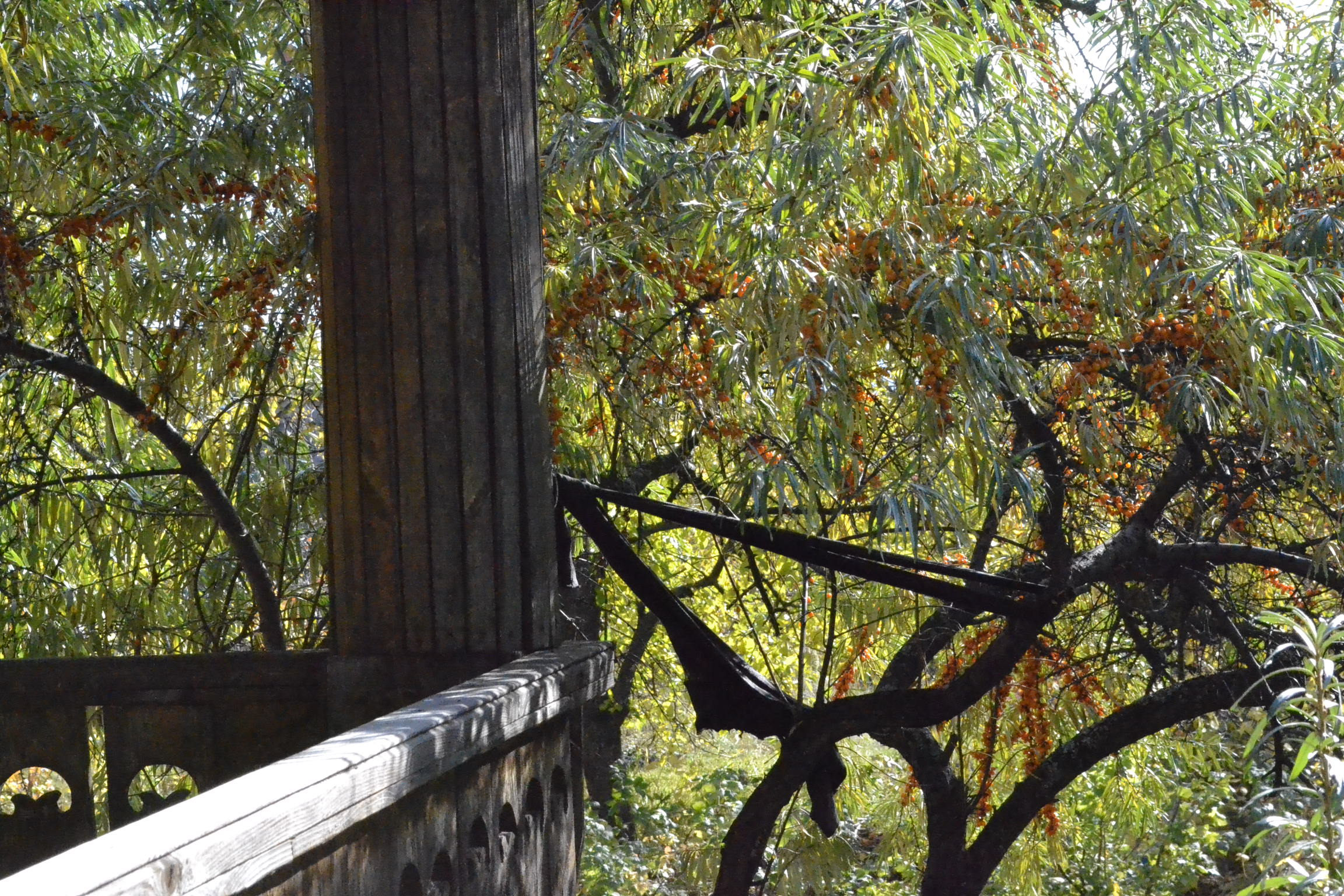 Пензенским дачникам запретили общаться с соседями