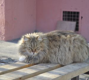 В Пензе объявлен карантин по бешенству