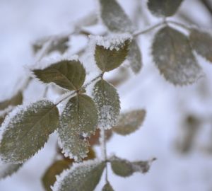 В Пензенскую область вернулся снег