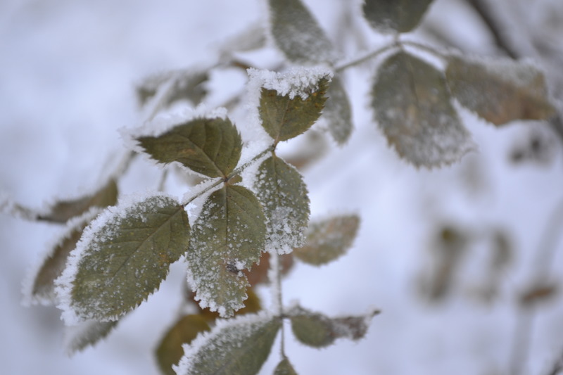 В Пензенскую область вернулся снег