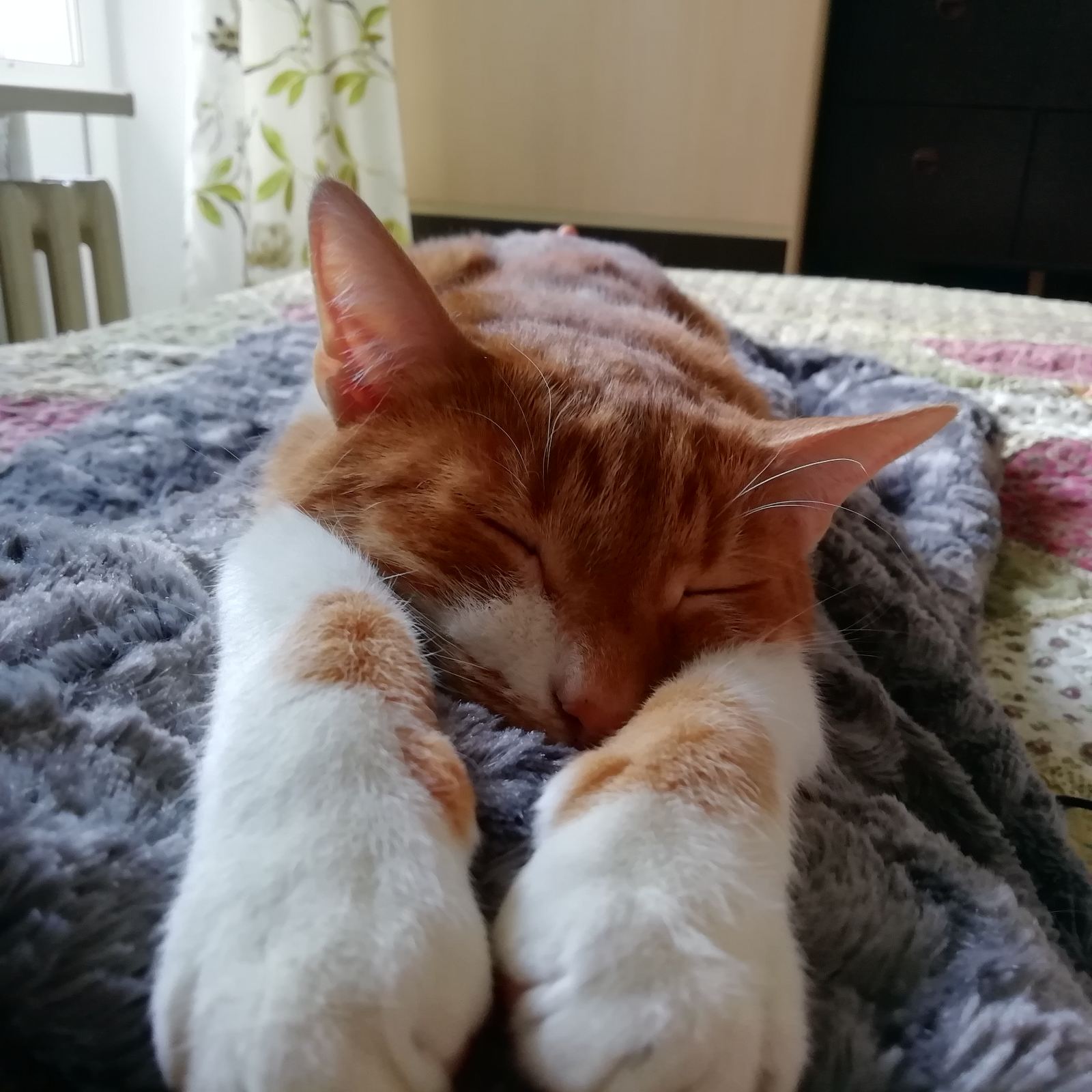 Можно ли заразиться коронавирусом от кошки