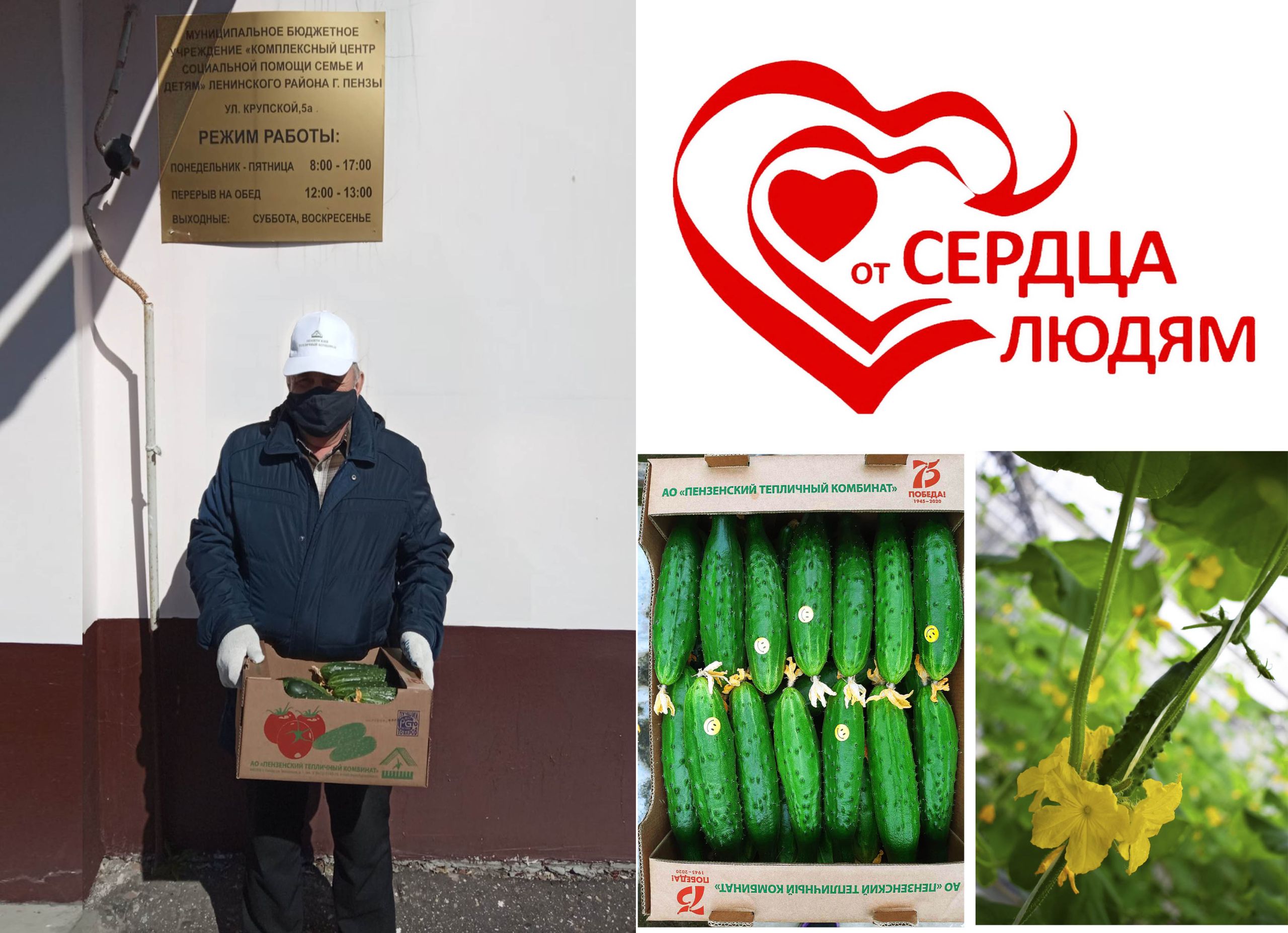 В Пензе нуждающимся снова раздали огурцы от местных производителей