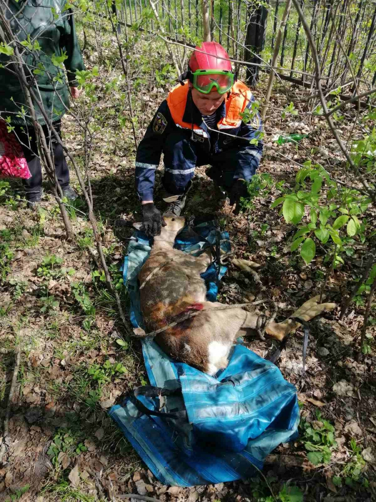 В Пензе спасатели пришли на помощь истощенной косуле