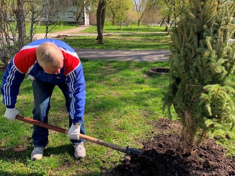 В пензенском сквере «Три гвоздики» появились ели
