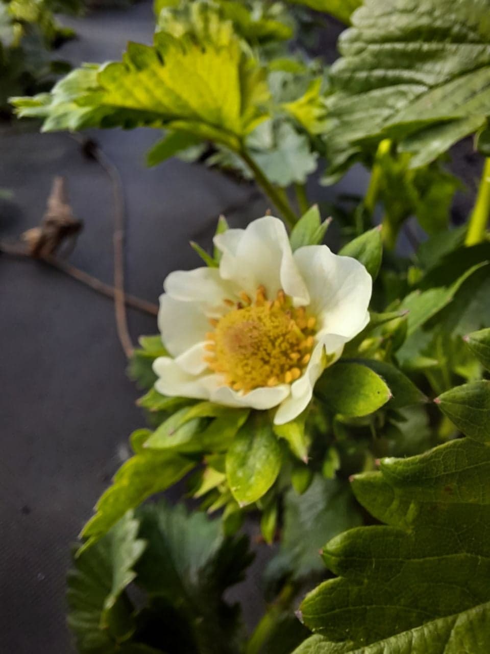 В полях «Мокшанской ягоды» зацвела клубника