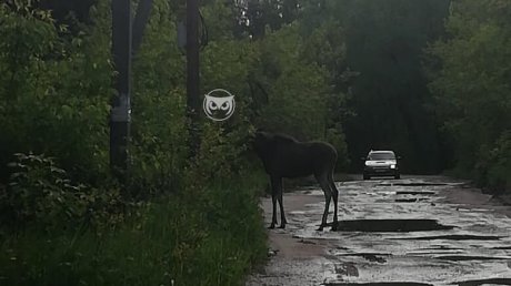 "Аккурат под колеса!" В районе Барковки лось бросился под легковушку