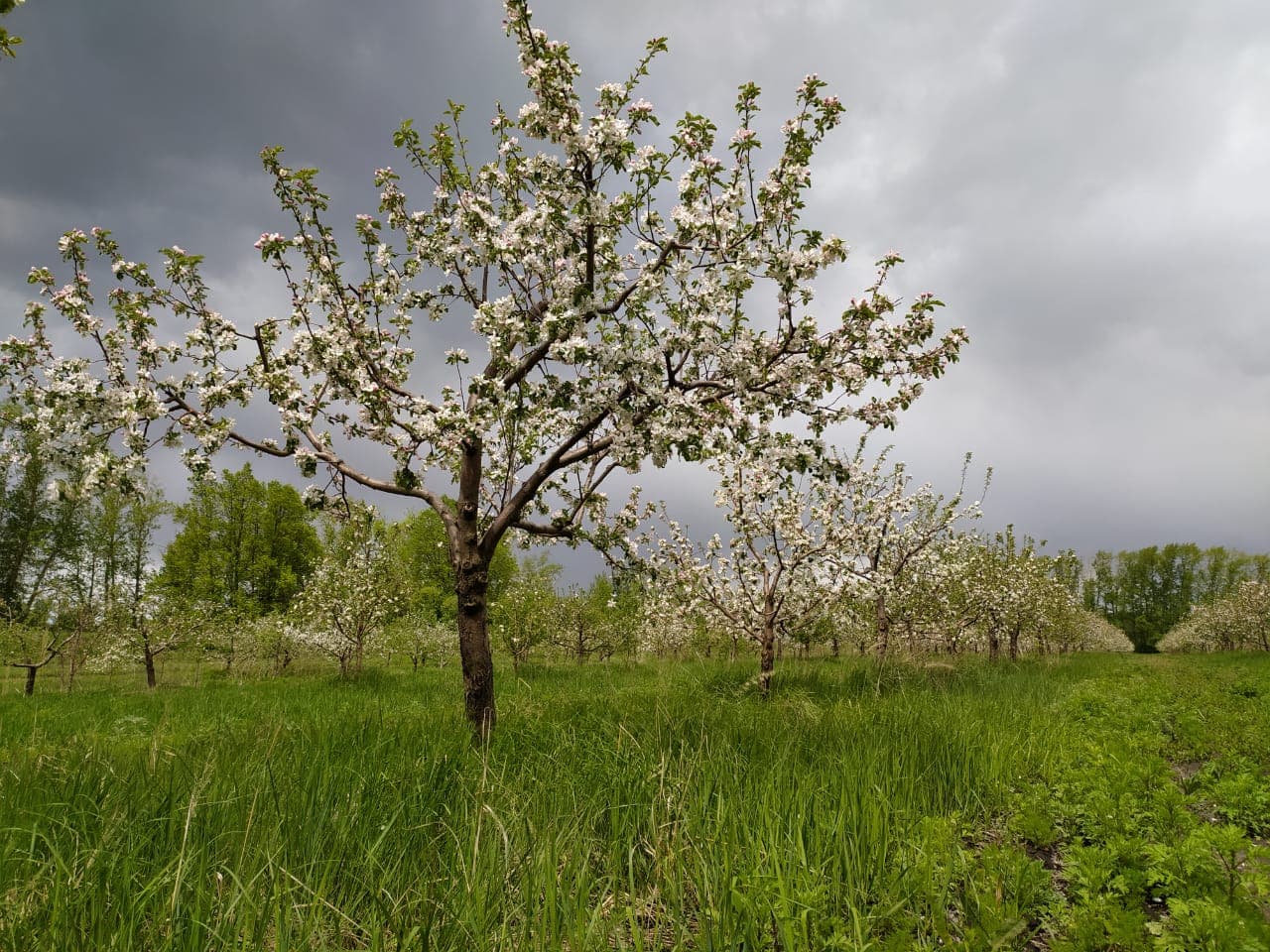 На плантациях «Мокшанской ягоды» зацвели сады