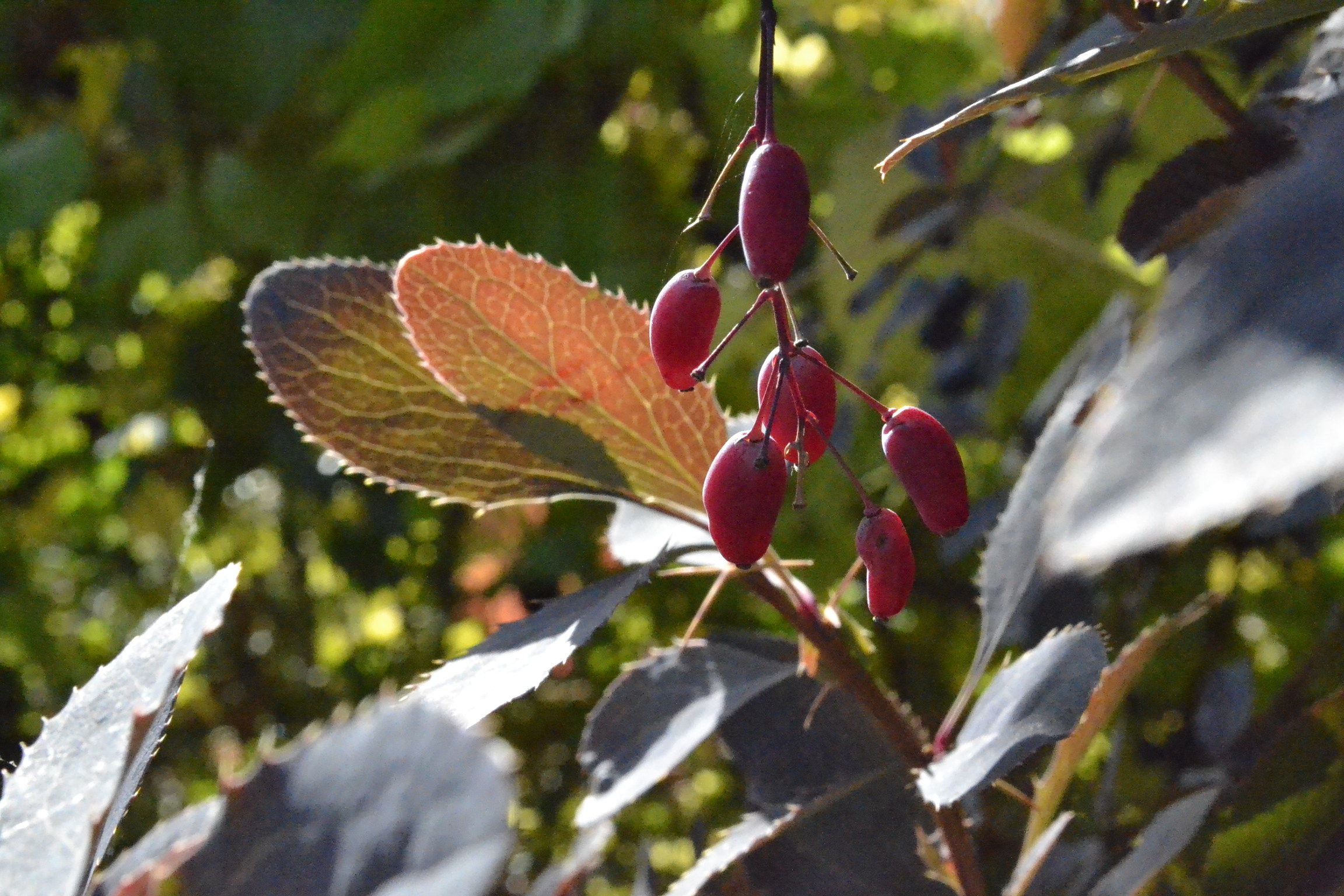 Для пензенских дачников организуют ярмарку
