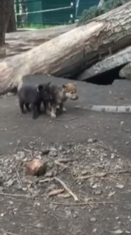 В пензенском зоопарке волчата в первый раз вышли из логова