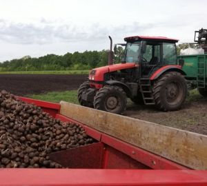 Обильные осадки в Пензенской области повлияют на урожай картофеля