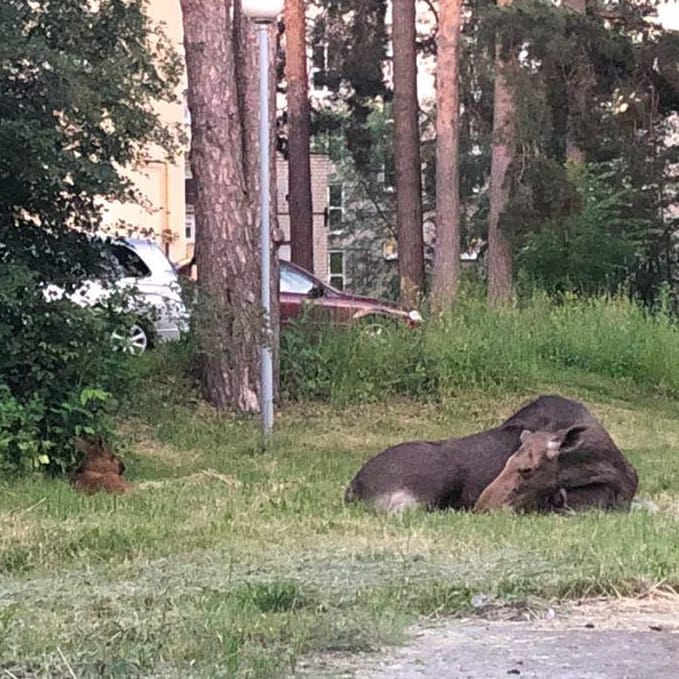 В Заречном лосиха с малышом вышли во двор погреться на солнышке