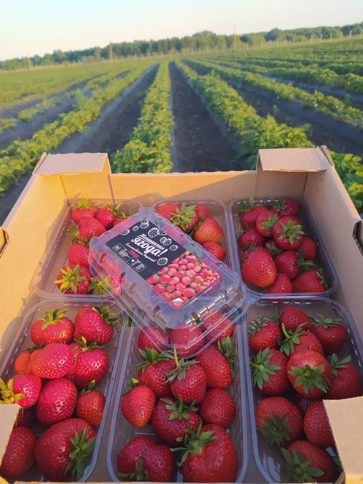 Клубнику от «Мокшанской ягоды» можно купить со скидкой