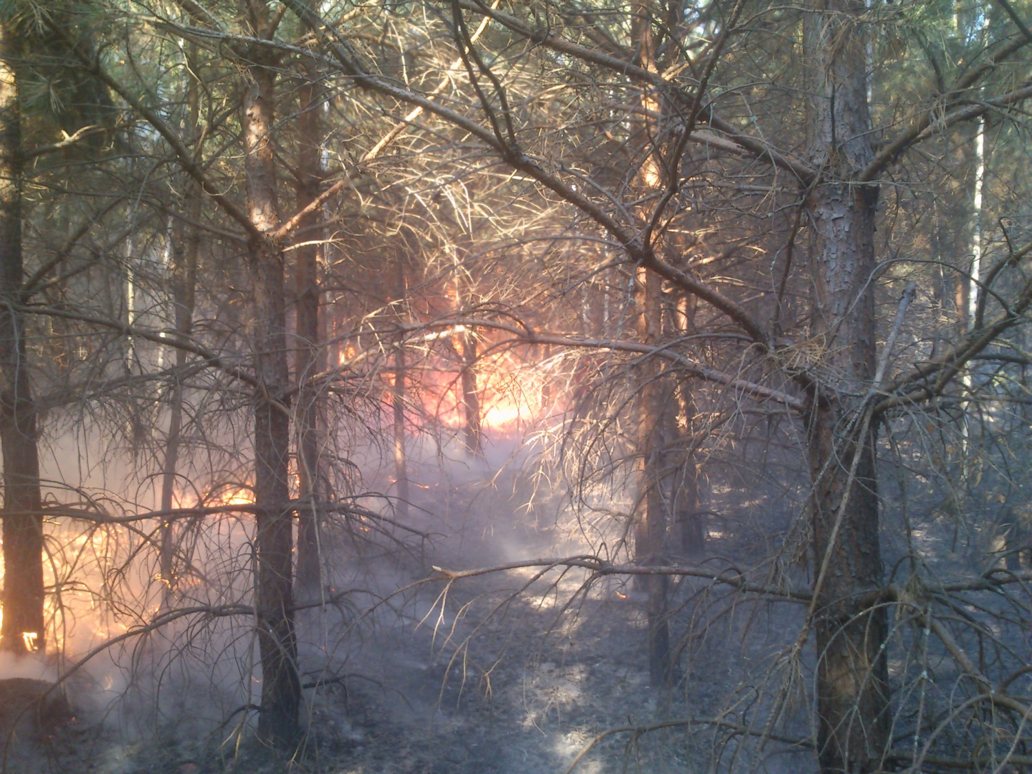 В Пензенской области произошел 23-й лесной пожар
