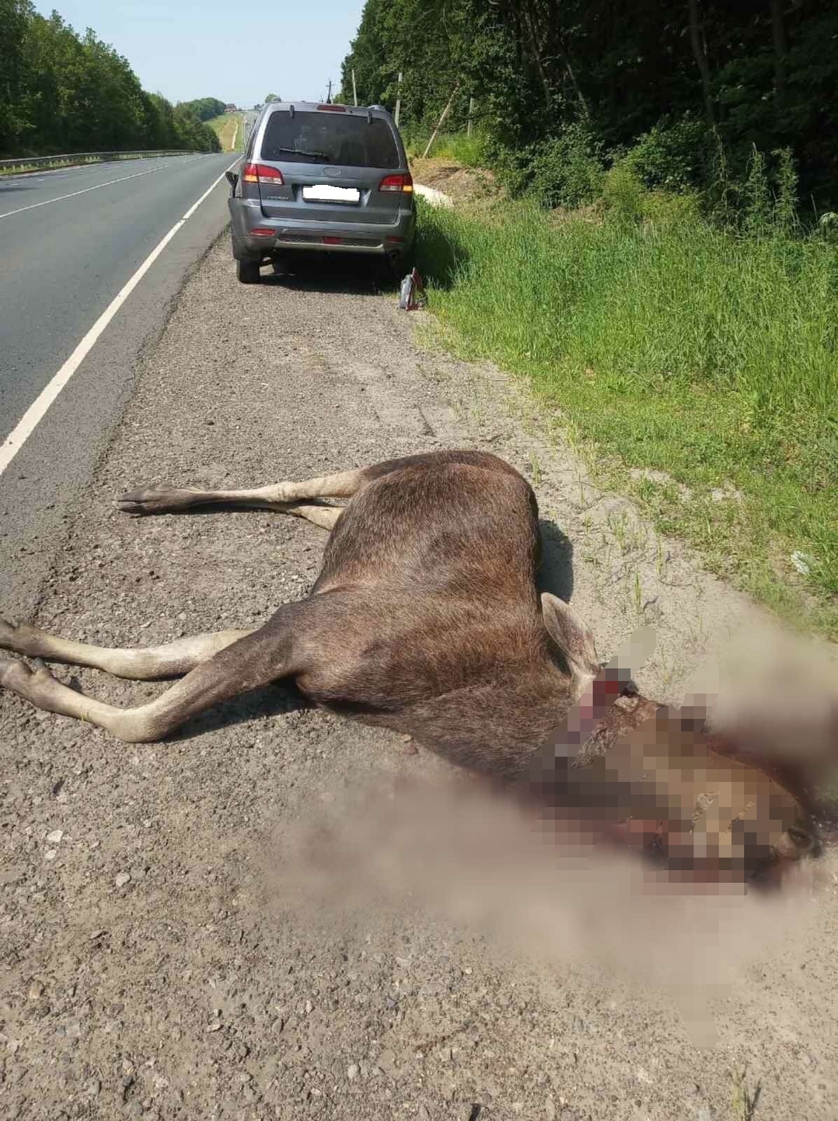 В Пензенской области за сутки произошло два ДТП с участием лосей