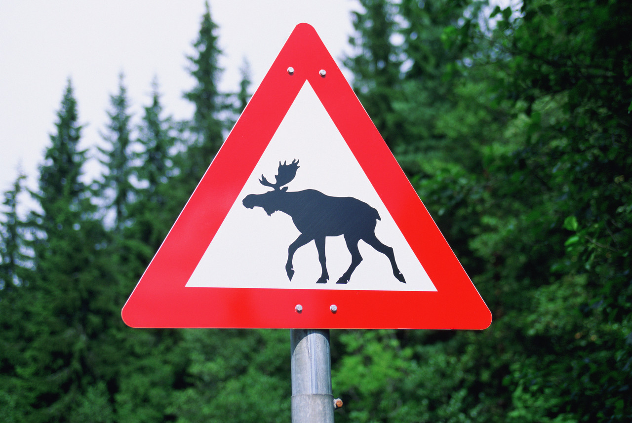 В Башмаковском районе лось стал жертвой ДТП