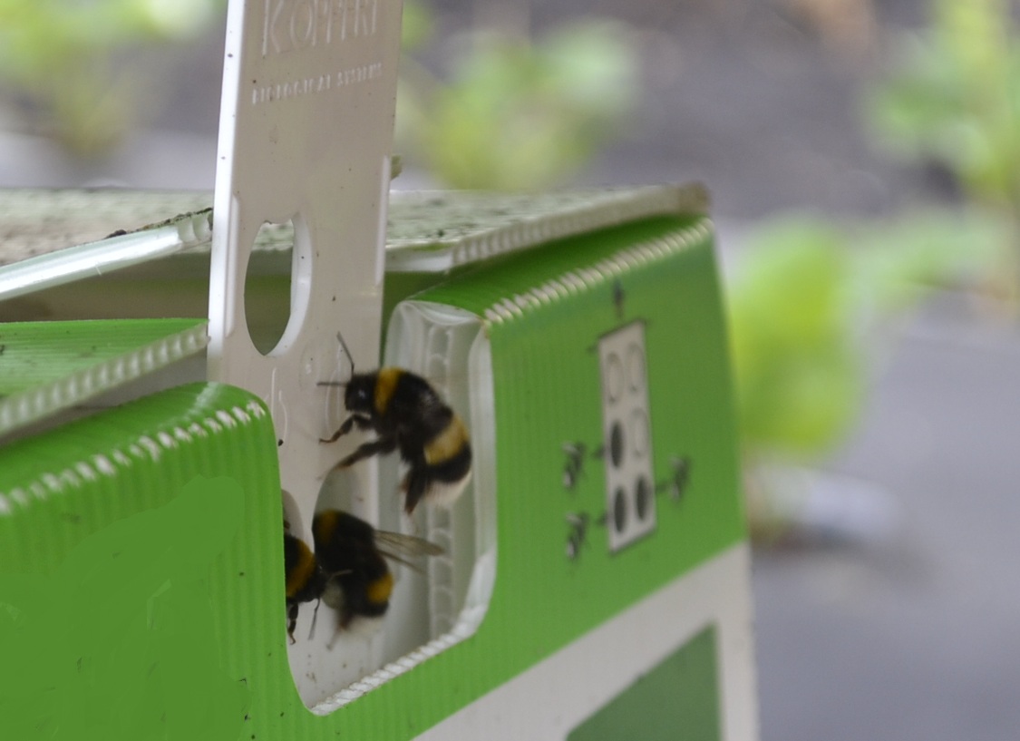 Поля "Мокшанской ягоды" опыляют голландские шмели