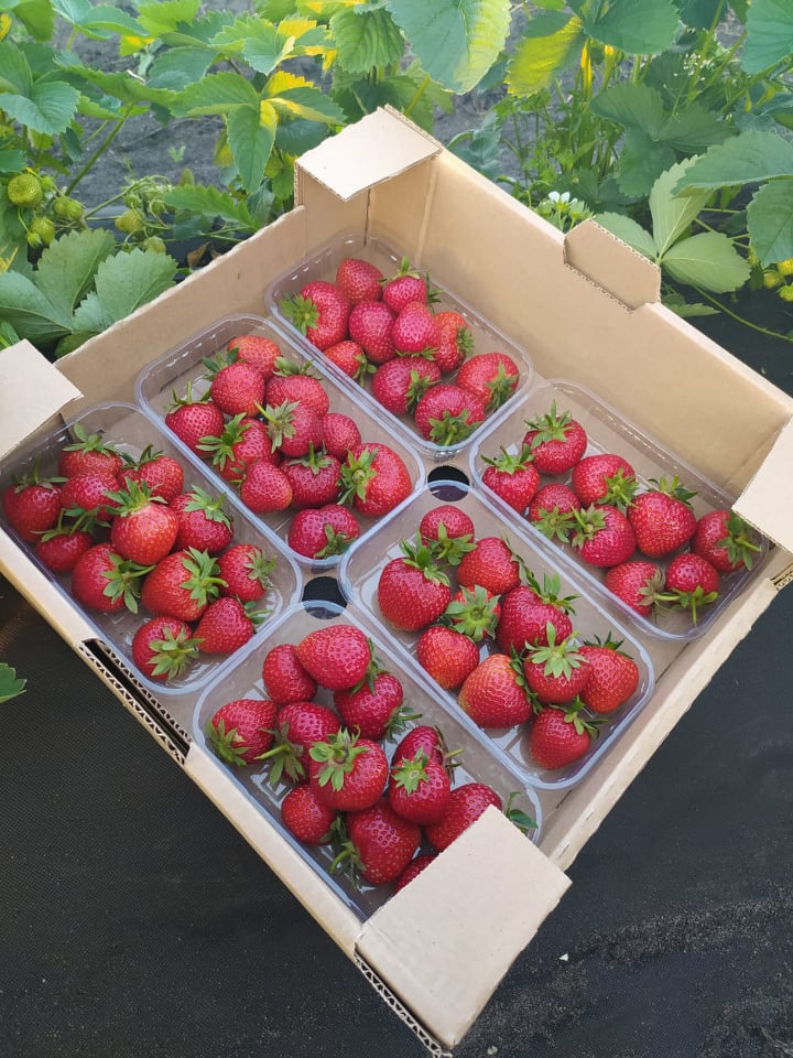 И покушать, и заработать: "Мокшанская ягода" приглашает на сбор урожая