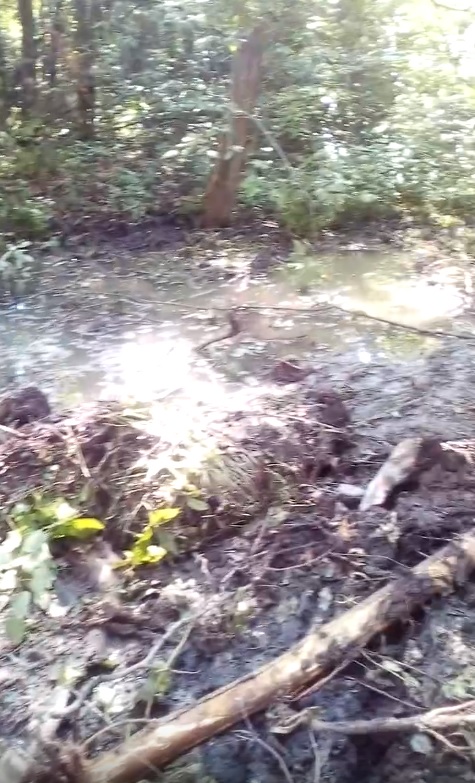 Соцсети: в Ахунах в лесу произошла "экологическая катастрофа"