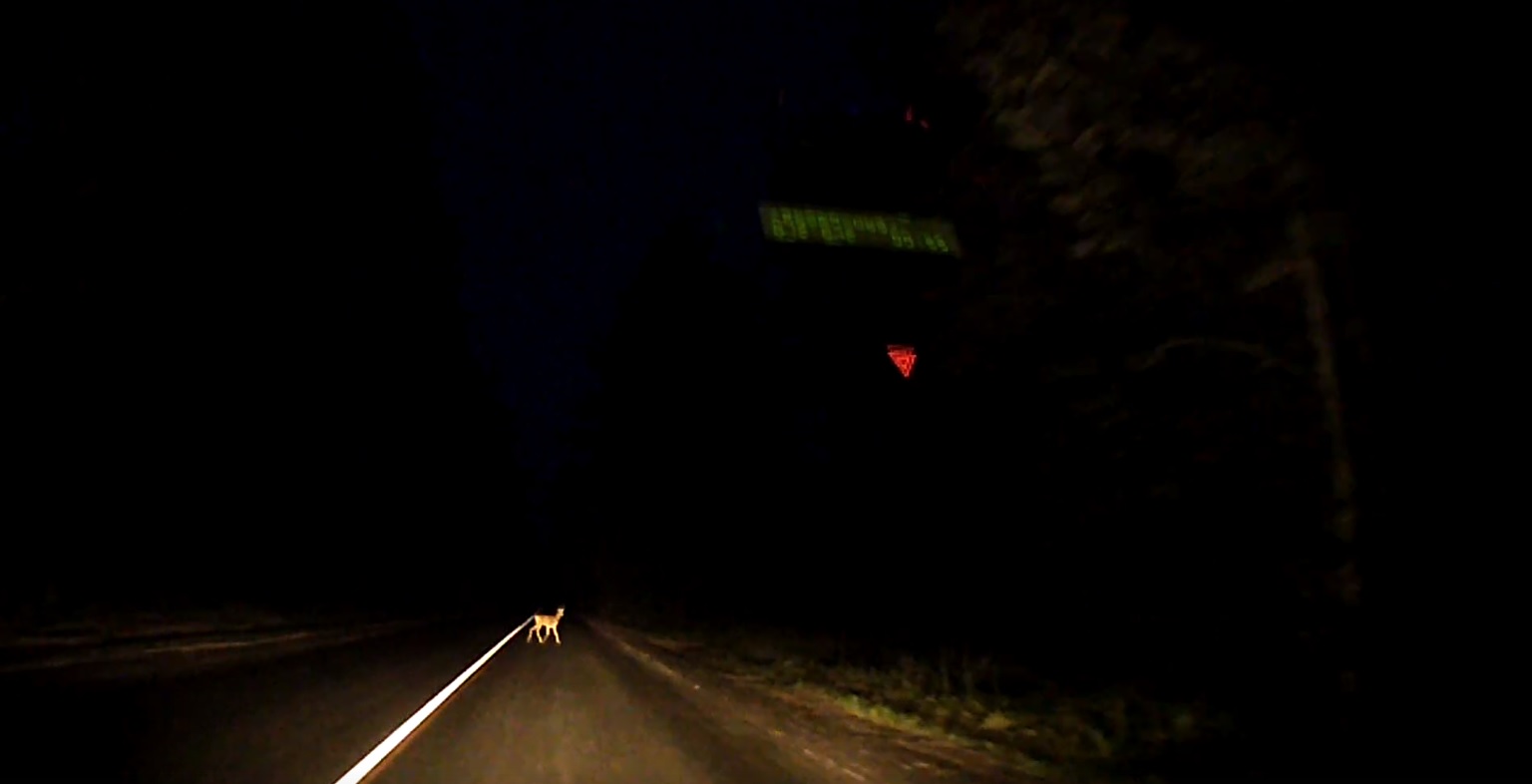 Под Пензой водитель повстречал на дороге «Бэмби»