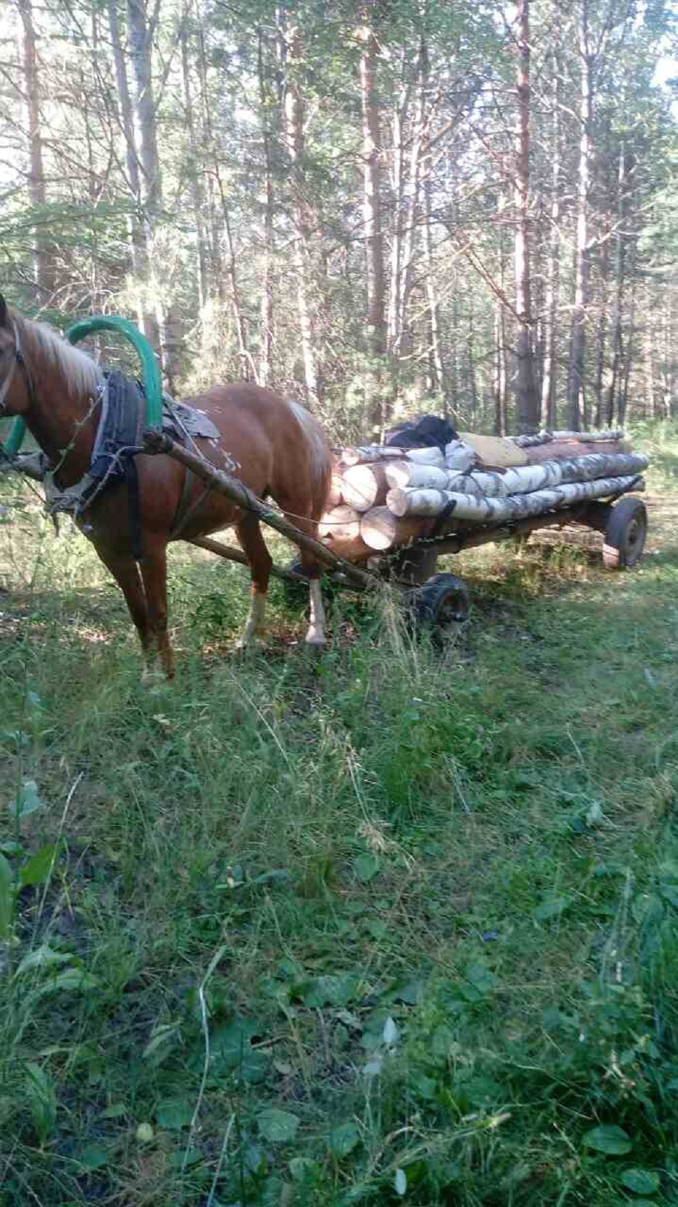В Кузнецком районе остановили лошадь, груженную незаконно срубленными деревьями