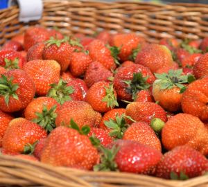 «Мокшанская ягода» приглашает пензенцев на сбор урожая! Клубнику можно есть!