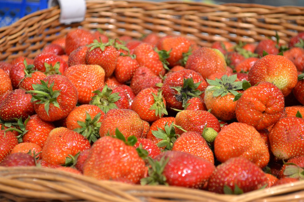 «Мокшанская ягода» приглашает пензенцев на сбор урожая! Клубнику можно есть!