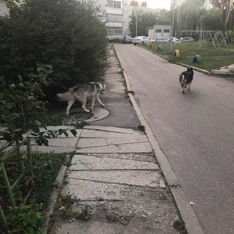 В Заречном сбежавшие собаки загрызли котенка на глазах у малышей