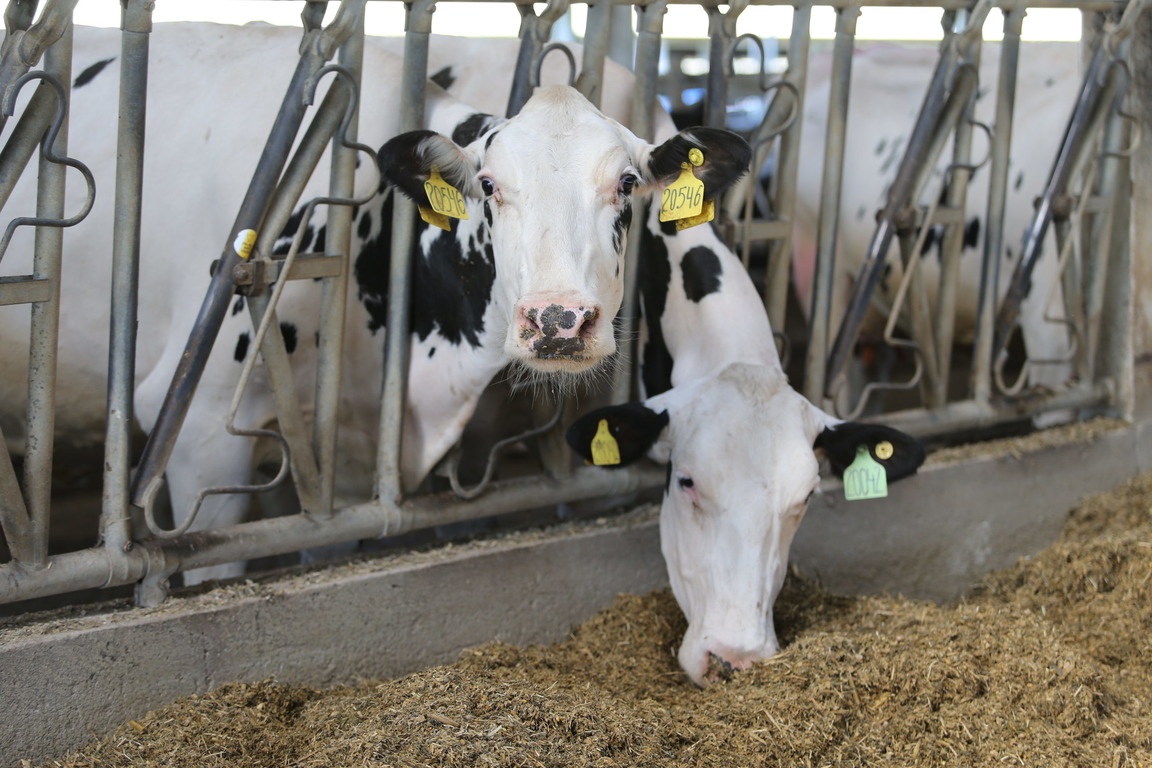 Пензенская область стала лидером по застрахованному поголовью сельскохозяйственных животных