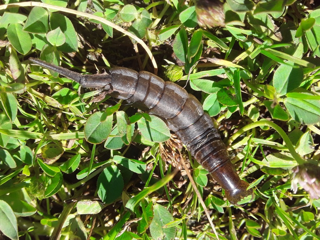 «Чужой», «мерзость какая» – пензенец обнаружил непонятное нечто на общественном пляже