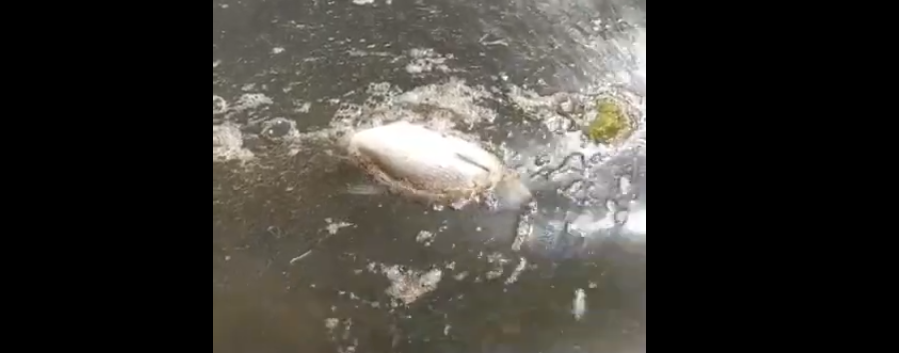 «Гектар вот такой дряни!» Пензенские рыбаки сообщили о загрязнении Сурского водохранилища