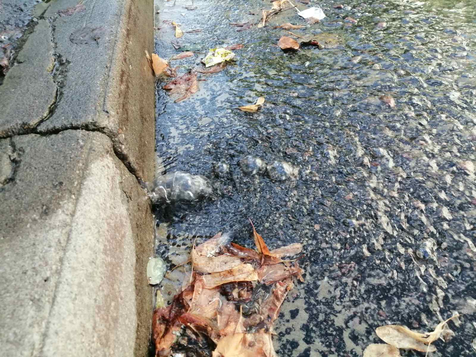 В Пензе на Бакунина из бордюра бьет «источник»